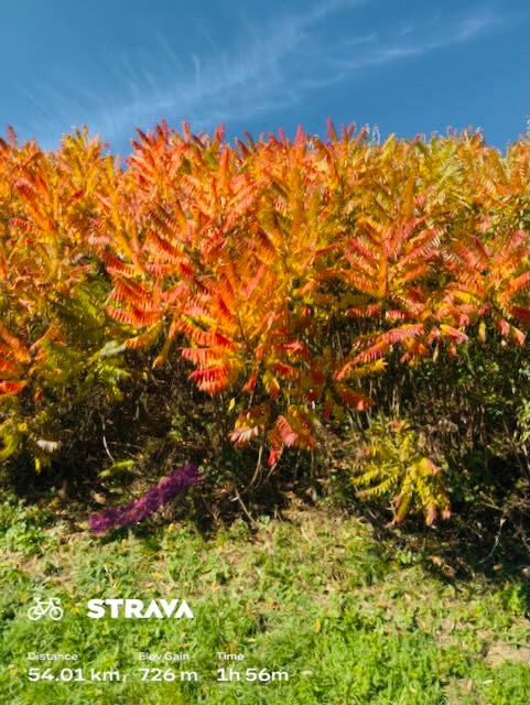 91e9e21e-3b81-4187-bd22-e15563f370be