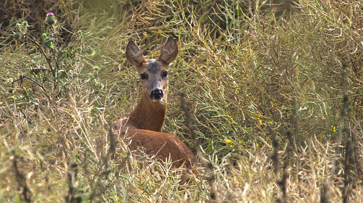 80483a9c-7a41-4ffe-982d-2e8da505944e