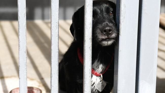 "Pani pójdzie i sołtysa poszuka". Psie "przerzuty" i ogromna dziura w opiece nad bezdomnymi zwierzętami