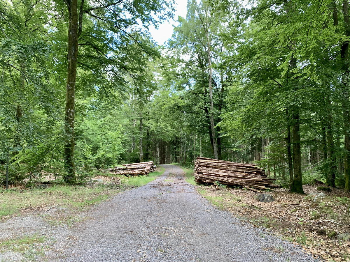 99383e72-beb1-4591-91f5-c52440fdcf88