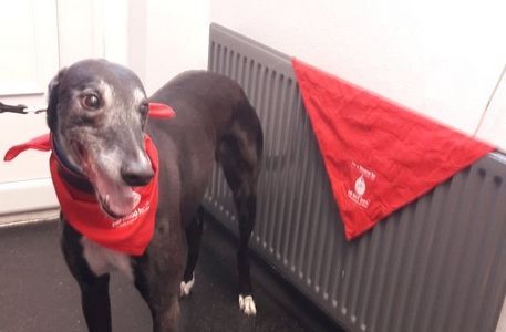 Pies - rekordowy dawca krwi przechodzi na emeryturę