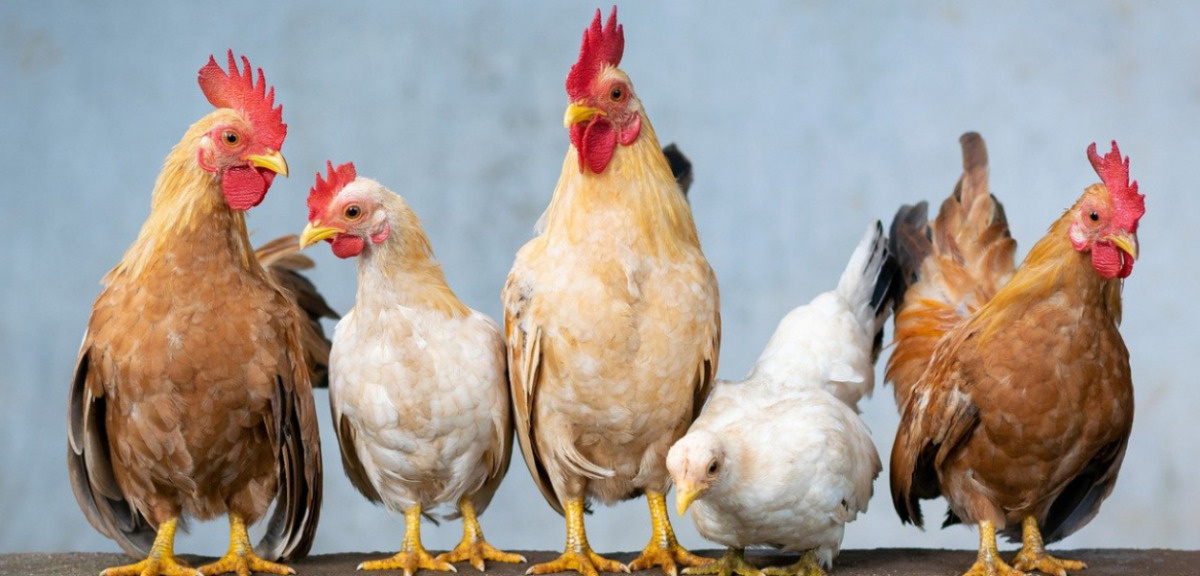 MRiRW: z powodu grypy ptaków w Polsce ubito już 11,5 mln sztuk drobiu