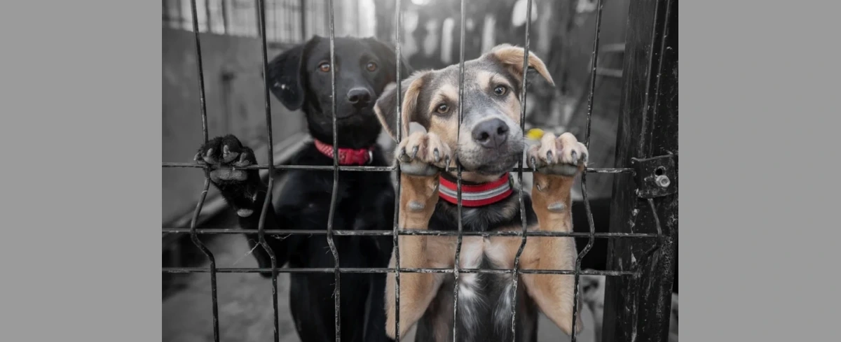 Kolejne schronisko na Mazowszu zamknięte
