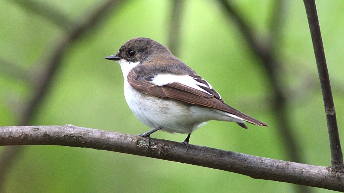 e61a8da4-68ba-463a-bc46-77ff20341c6f