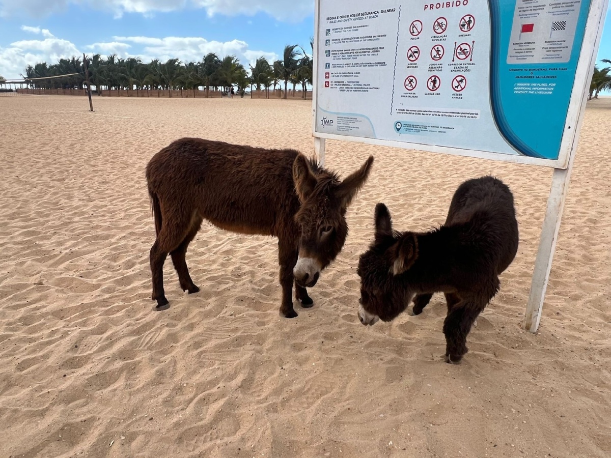 81db1f82-7fcb-48fb-a828-3e5906707e94