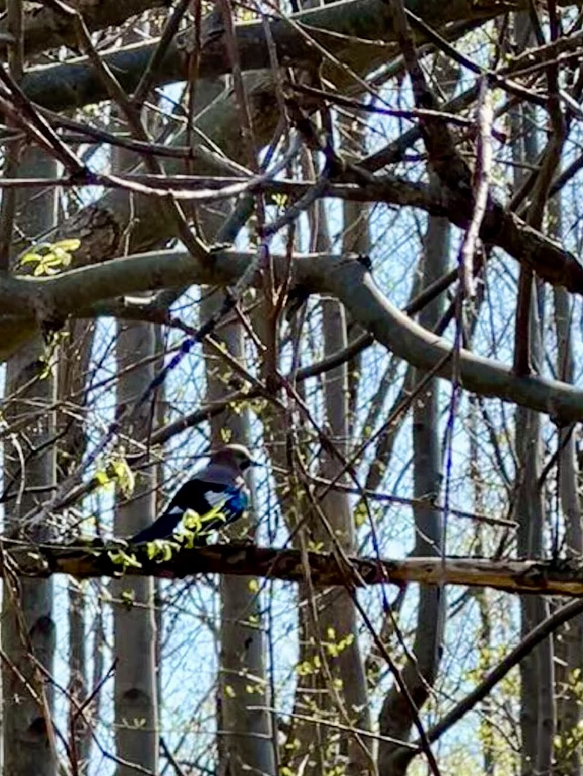 bb4a31b4-38e7-4e3a-8c9d-f8bea0bdfbb6