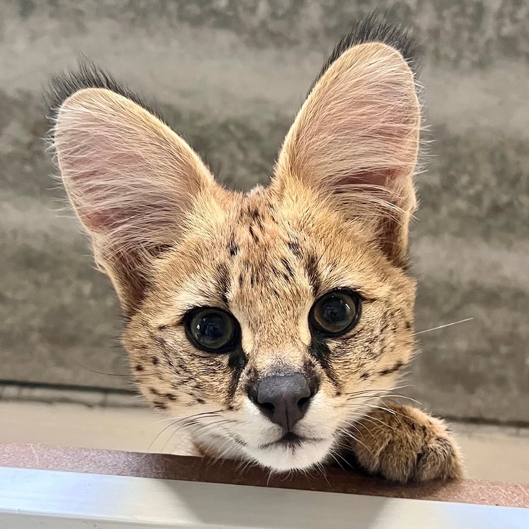 f04a5d14-b21f-427e-bf34-f631b1d08287