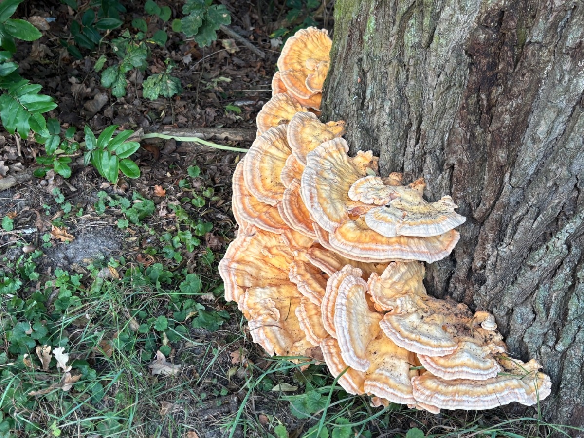 1a9f6c4a-7fd9-4a20-8143-4cb3b40eb309