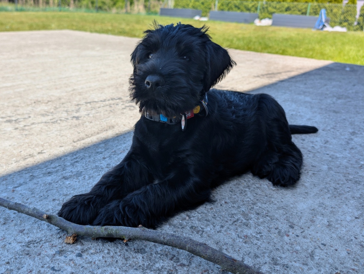 9e681775-875b-4603-9e26-ba0cac804c64