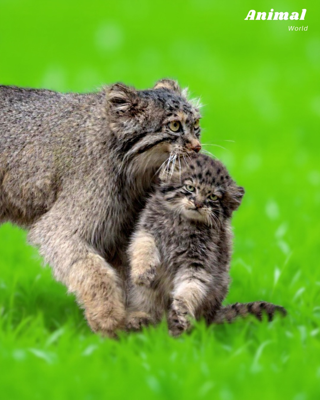 fd4f96a3-dc45-47d5-befd-b4328577f97c