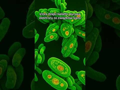 Historia roślin - część I. Astrobiology. astrobiologia. Rośliny. Plants. Życie. Life.