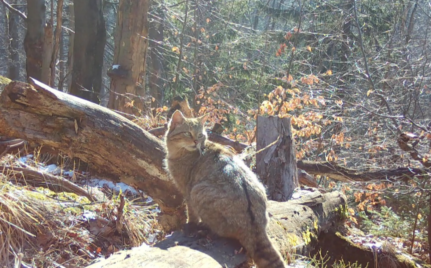 91843d5c-961f-47d9-8f8a-1569f6a5ea8f