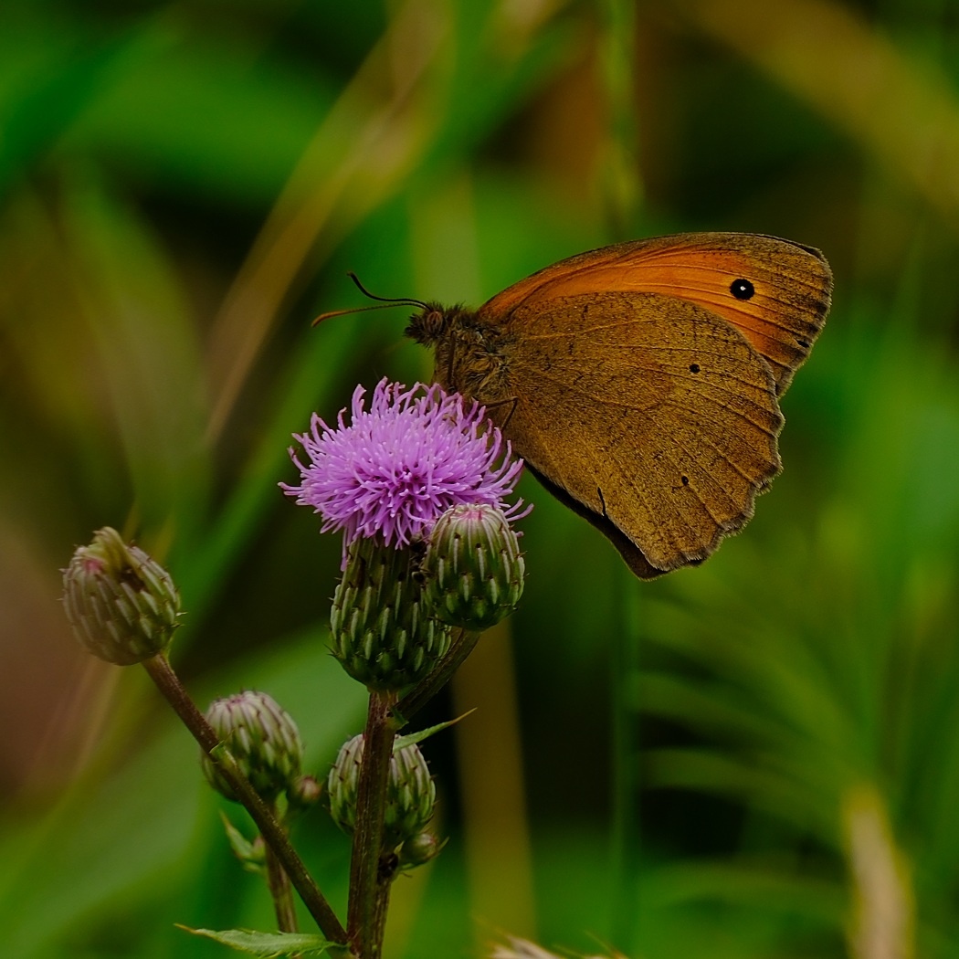 Przestrojnik Jurtina - Maniola Jurtina / Fotografujemy Przyrodę