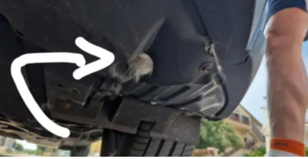 Ukryła się w zderzaku auta. Tak Blue pojechała z Olkusza nad Adriatyk