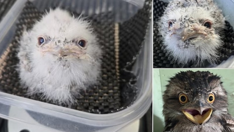 Młody paszczak australijski otrzymał imię Pierogi