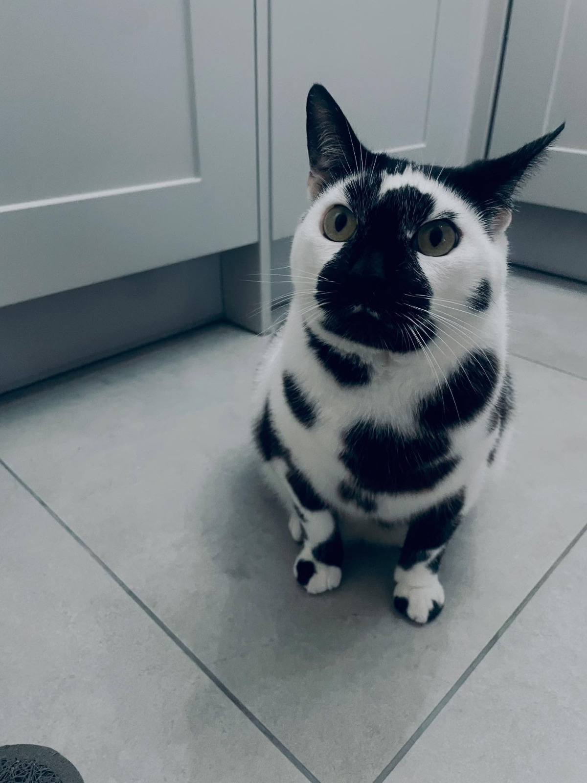 82c6f952-7e10-41b0-bc4d-23185d5d730d