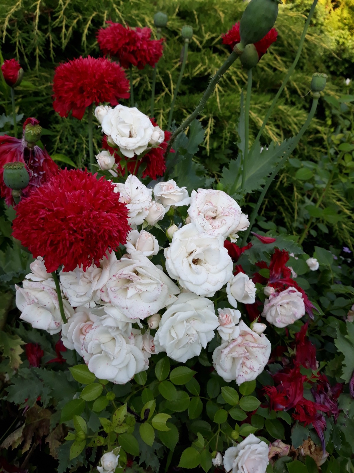 5338f97e-efac-4f58-80d1-cfeba131ceaa