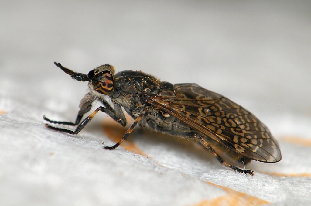 0ed932e2-1c56-4bb3-90af-1367a6fe89da