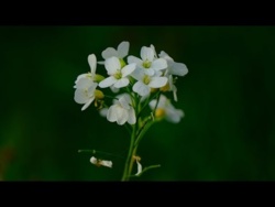 Piękna Wiosenna Relaksująca Muzyka Uspokajająca Duszę