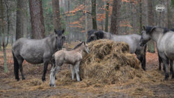 Pierwsze w tym roku koniki polskie przyszły na świat [NASZE WIDEO]