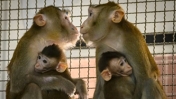 Ceny małp laboratoryjnych gwałtownie rosną w związku z boomem biotechnologicznym w Chinach
