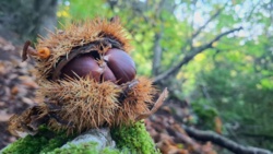 61dc4907-836a-4bb1-90e6-86ed4b01afb3