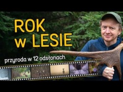 Sprytne kuny, młode wilki, galasy i inne terenowe ciekawostki - czyli rok w lesie!