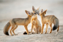 cb86109f-1dc7-4da8-936b-ec26a863a679