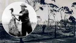 Dlaczego Australijczycy wysłali wojsko przeciwko Emu... i przegrali?