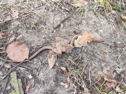 0c13078e-9e59-4c58-ba6a-b466bfcdc91a