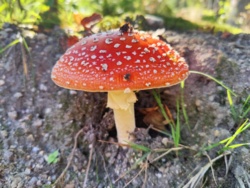 d913c2ab-e357-4f46-85b4-2cd56939483a