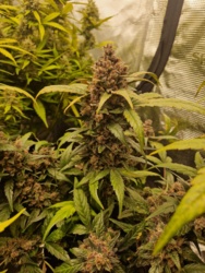 a9f58b99-1bce-4122-b220-f070e4b96eee