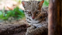 Nowe dzikie kitku! Oto zupełnie nowy gatunek