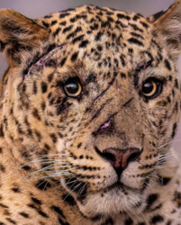 8abd1555-8c09-40b4-80e8-563871ac7aa0