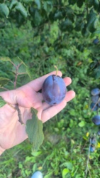 5c0a58e7-cdfd-491a-9cb1-2284c8900820