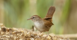 Wielka sensacja. Wierzbówka - nigdy nie było w Polsce tego ptaka