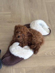 fddd99e5-776e-432e-843d-08b2e587100e