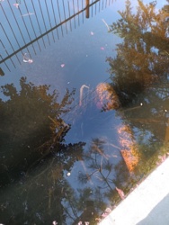 75710c8b-ac14-46d4-bb72-ddf38e089082