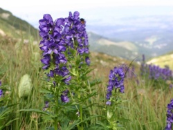 Tojad – mordownik z gór