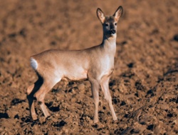 1e856eb8-afa9-4763-8b75-bdcab0a6685a