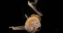 Wielkie odkrycie po 25 latach badań. Naukowcy rozwikłali zagadkę największego nietoperza Europy