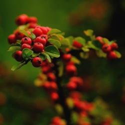 Irga Pozioma - Cotoneaster Horizontalis / Fotografujemy Przyrodę