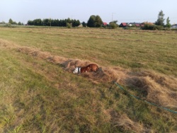 e964f270-0381-4d9a-8bd2-2c50d15f332f