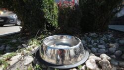 W Zduńskiej Woli zagłosowali za brakiem dostępu do wody dla zwierząt. "To patologia"