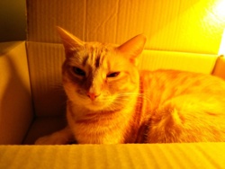 3a74922f-88f0-413d-9b57-2d4fd094639d