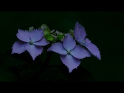 Piękna Letnia Muzyka Relaksująca Skołatane Nerwy