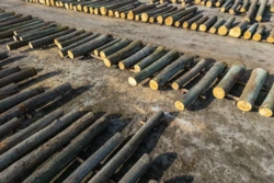 Kryzys w Lasach Państwowych. Sytuacja bez precedensu w historii