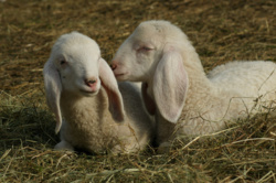 c7564d8e-ee85-45d4-bb10-6e6346674b7a