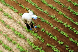 Niewolnictwo w XXI wieku. Bezdomni zmuszani do niewolniczej pracy