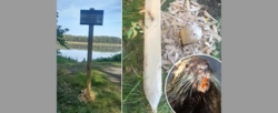 Leśnicy ostrzegali przed bobrami. Bobry ścięły tablicę ostrzegawczą